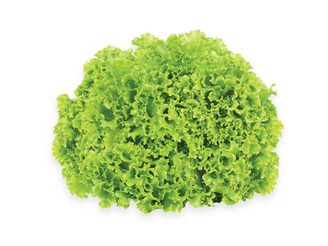 Lollo bionda – iceberg