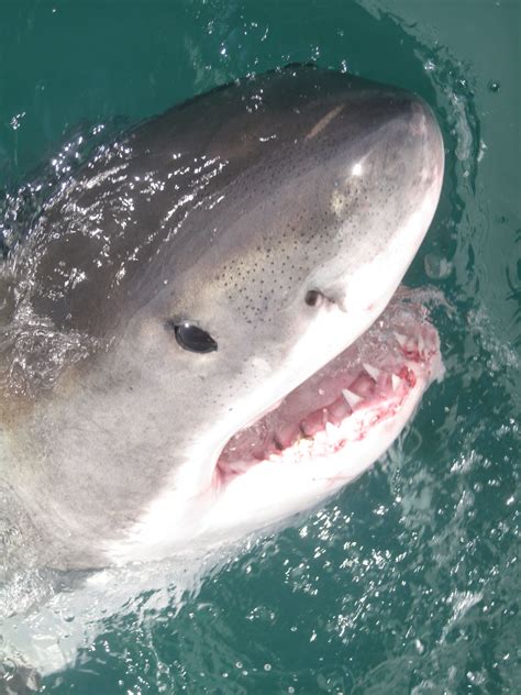 Young great white sharks ‘use training grounds to hone hunting skills