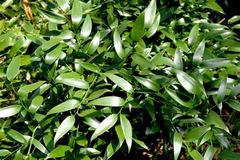 Fragon : planter et cultiver – Ooreka