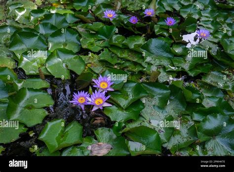 Aquatic Plants Water Lilies Hi Res Stock Photography And Images Alamy