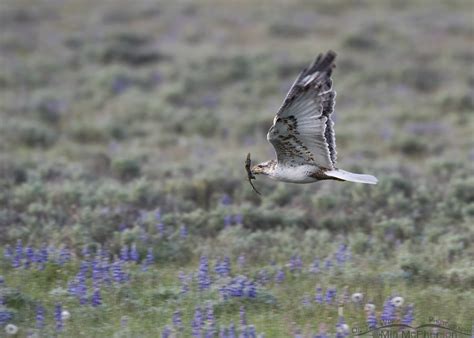 Ferruginous Hawk In Flight With Nesting Materials Mia Mcpherson S On