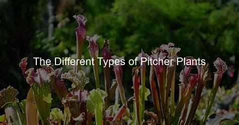 The Different Types of Pitcher Plants - Pitcher Crown