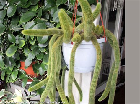 Суккулентные растения, Петр Лапшин, каталог для заказа - succulents by ...