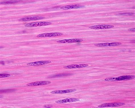 muscle cells stock  images  backgrounds