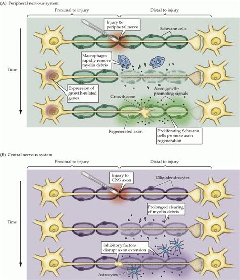 Neural Tissue Engineering, by Jonathan Hummel - OpenWetWare