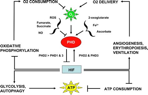 Oxygen Sensing By Metazoans The Central Role Of The Hif Hydroxylase