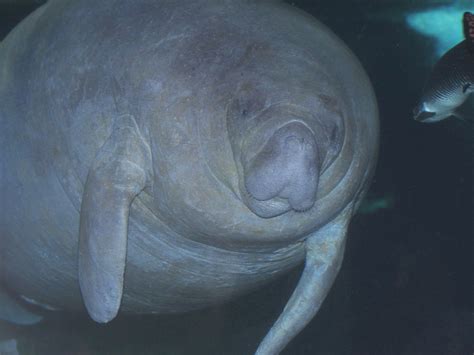 The Online Zoo - West Indian Manatee
