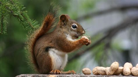 squirrel eat tree squirrels food list wtqm