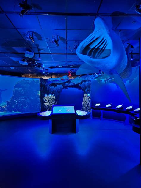 Shark Museums In Texas