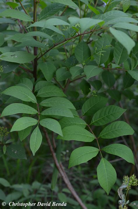 Toxicodendron vernix | Illinois Botanizer