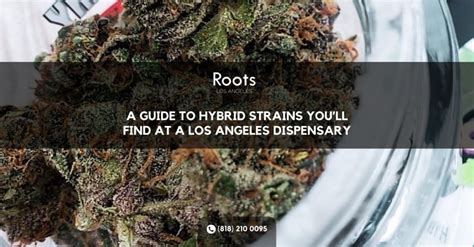 Los Angeles Dispensaries A Guide To Hybrid Cannabis Strains