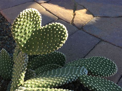 This Bunny Ear Cactus Is Now All The Sweeter 💕 Cacti And Succulents Cactus Plants Bunny Ear