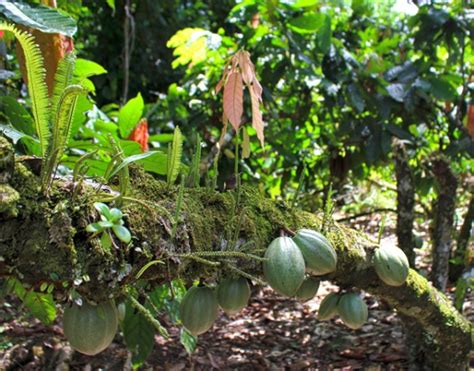 Cacau Como A Fruta Mais Amada Do Mundo Transformada Em Chocolate