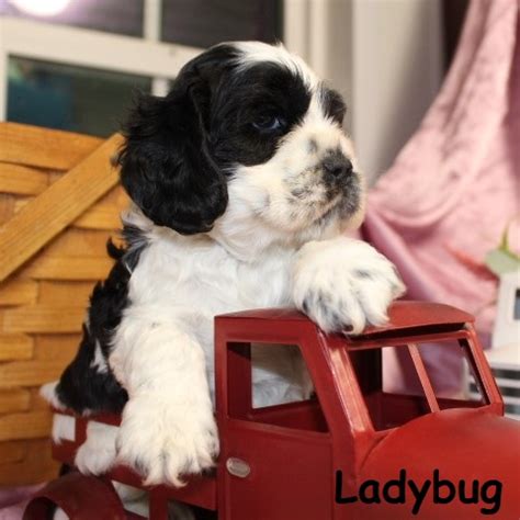 reviews americas  cocker spaniels