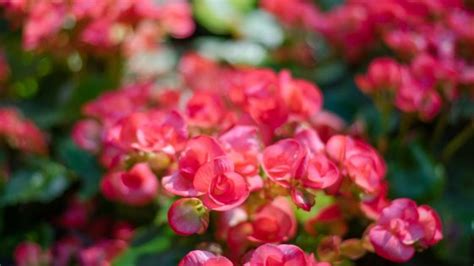 How To Keep Begonias Blooming 5 Incredible Tips Pepper S Home Garden