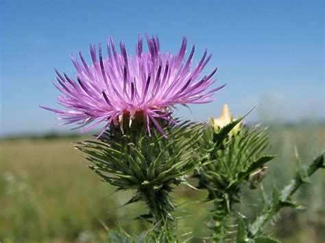 Чертополох колючий: описание, фото, значение для пчёл