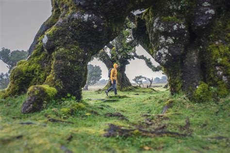 Ilha Da Madeira Ser Cen Rio De Nova S Rie Star Wars