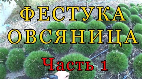 ФЕСТУКА ( ОВСЯНИЦА ) - Разведение. Часть 1. - YouTube