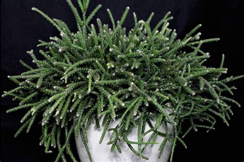 Рипсалис: уход и выращивание в домашних условиях