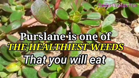 benefits  purslane plant   body   recipe youtube