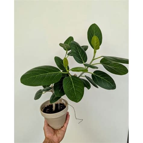 ficus audrey