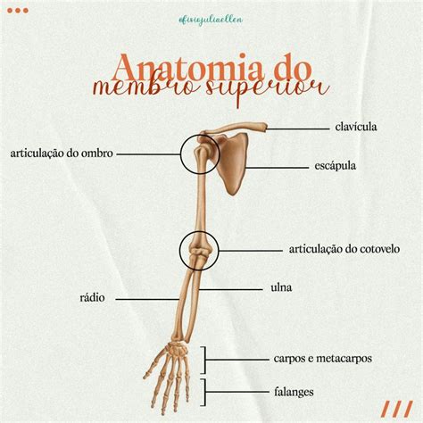 Articulacoes Do Membro Superior - Anatomia do membro superior | Anatomia, Membros superiores, Articulação ...