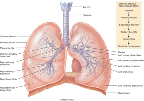 11 10 21 17 10 21 Lower And Upper Airways Structure And Function