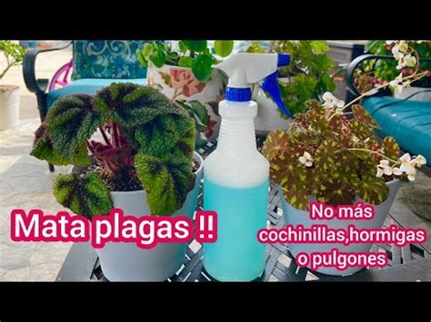 Como Combatir La Plaga Que Es Como Una Pelusa Blanca En Las Plantas