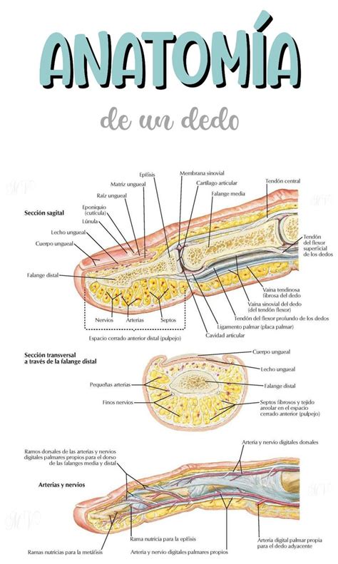 Pin de AprilOk en ANATOMÍA Material de enfermeria Medicina de