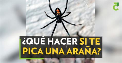 Qué hacer si te pica una araña