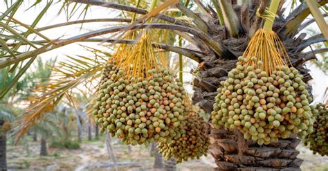 Farmers In Israel Growing Date Trees Using Year Old Bible Era