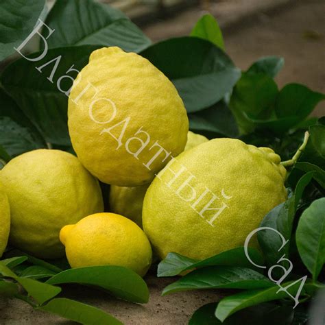 ЛИМОН "ЮБИЛЕЙНЫЙ" (Citrus limon "Jubilee")