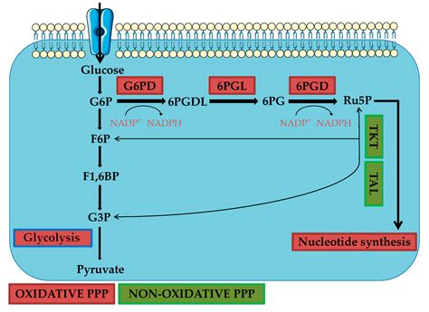 Pentose Phosphate Pathway Mechanism