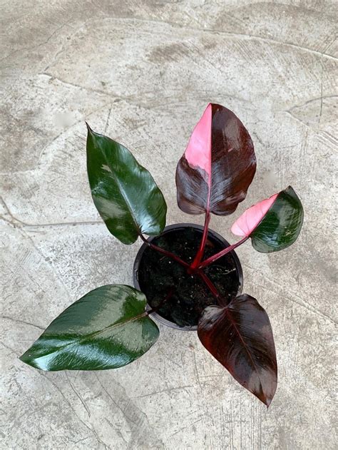 Philodendron Pink Princess