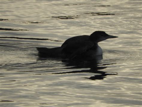 Plymouth Seafront Birdingplaces