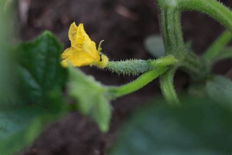 How To Plant Cucumber In Nigeria Veggie Concept