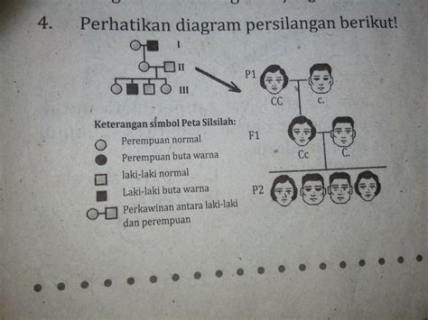 gen buta warna terpaut kromosom   resesif   satu
