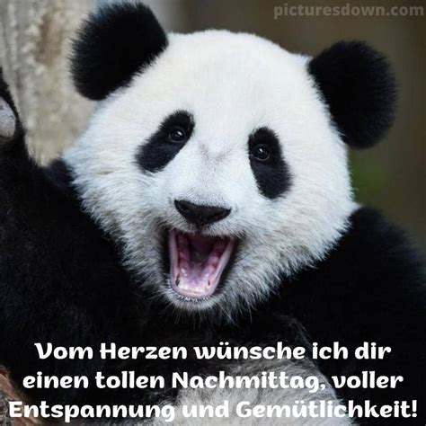 Einen Sch Nen Nachmittag Bild Panda