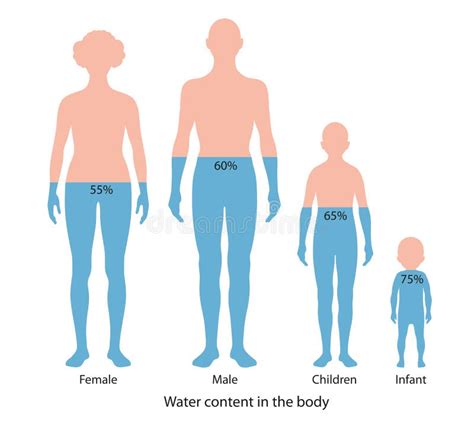 Cantidad De Agua En El Cuerpo Humano