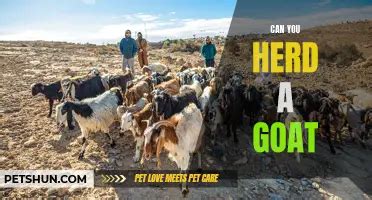 Goat Sex Is It Possible PetShun