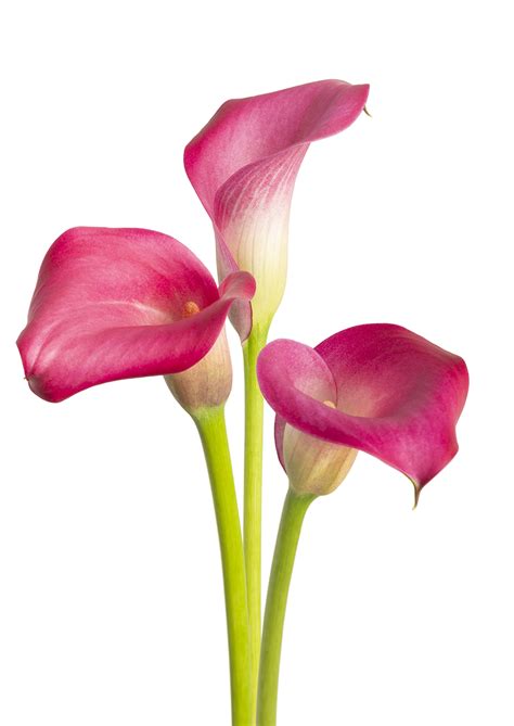 Zazu | Zabo Plant