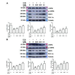 Cts Promotes Mitochondrial Biosynthesis Via The Ampk Sirt Pgc