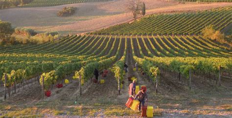 La Vernaccia di San Gimignano del Colombaio di Santa Chiara non è vino