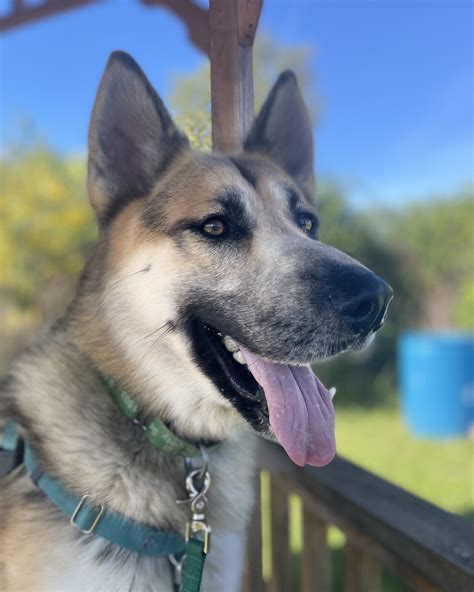 Greenhill Humane Society added... - Greenhill Humane Society