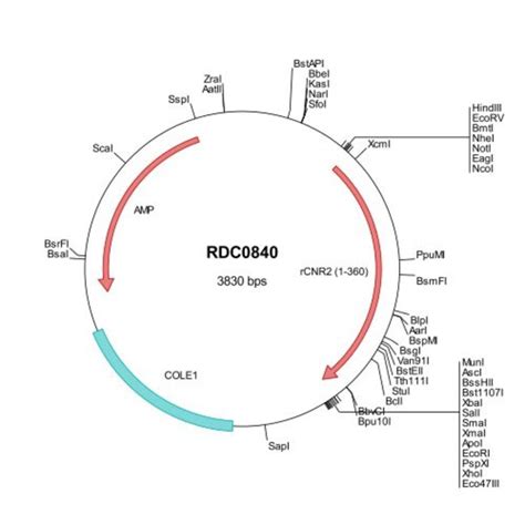 R D Systems Rat Cannabinoid R2 CB2 CNR2 NP 001157614 VersaClone CDNA