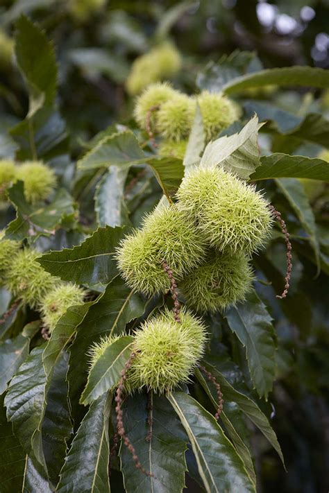 gardening  sweet chestnut tree gardenista