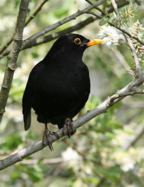 Ireland's Top 20 + Garden Birds - Irish Garden Birds