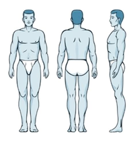 Naked Standing Man Royalty Free Vector Image VectorStock