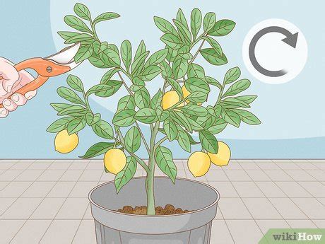 How to Prune a Lemon Tree: Expert Tips for Beginners