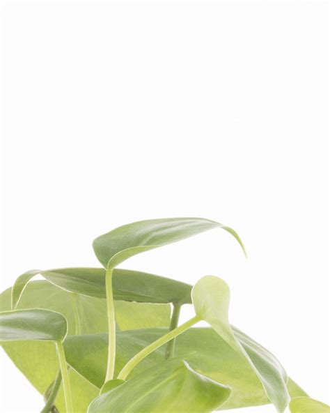 Lil' Sweetheart Plant | Philodendron Scandens | Prickle Plants